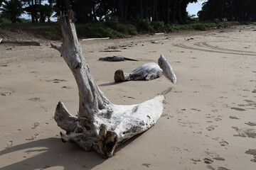 sun bleached driftwood tree stump partially buried in soft beach sand