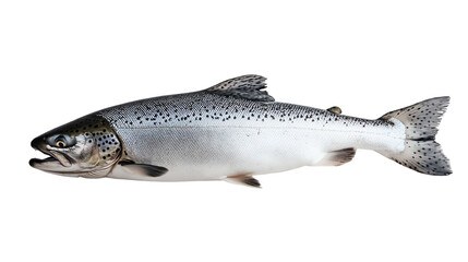 Fototapeta premium Fresh salmon fish, perfect for culinary and health-related projects.
