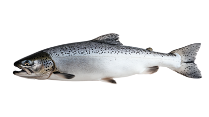 Fresh salmon fish, perfect for culinary and health-related projects.