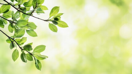 Closeup of a budding tree branch, delicate spring growth, soft green hues, outdoor awakening