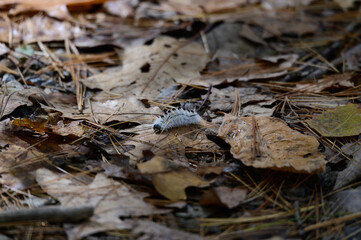 Hickory Tussock Moth Caterpillar at Leonard Harrison State Park, in Watson Township, Pennsylvania.