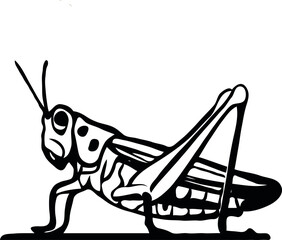Grasshopper Vector art illustration   