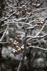 The snow on the branches