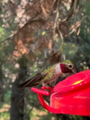 hummingbird feeding on a feeder