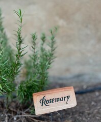 Rosemary in a garden