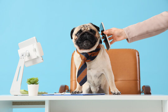 Funny pug dog with necktie receiving mobile phone from secretary at desk on blue background