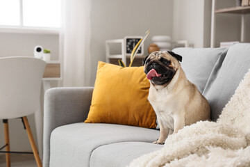 Cute pug dog sitting on sofa under video surveillance at home