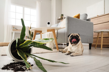 Naughty pug dog with overturned flowerpot under video surveillance at home