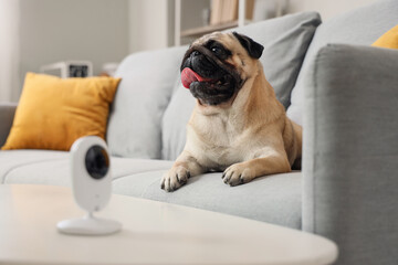 Cute pug dog lying on sofa under video surveillance at home, closeup