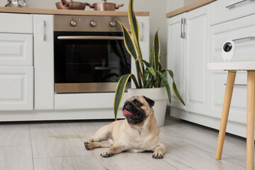 Cute pug dog lying on floor under video surveillance in kitchen