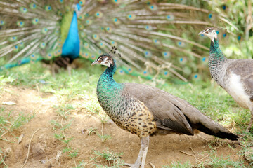 Group of Peafowl Stand on Ground Over Nature Background