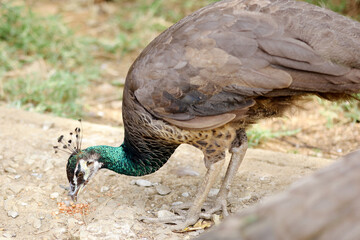 High Angle of Peafowl Eating Food on Ground at Zoo