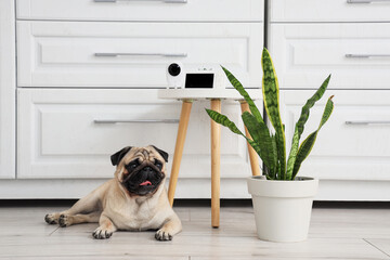 Cute pug dog lying near CCTV camera with video monitor on table in kitchen