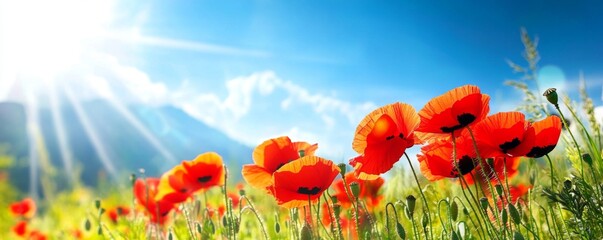 Obraz premium The beauty of sunlit fields adorned with poppy blossoms.