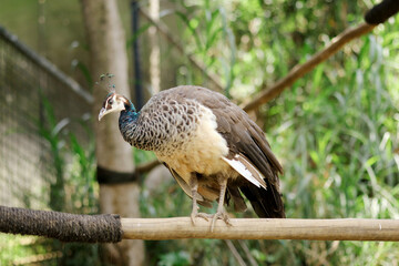 Portrait of Peahen Stand on Branch Against Nature Background
