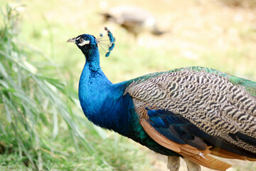 Close Up of Blue Peacock Stand on Grass With Nature Environment