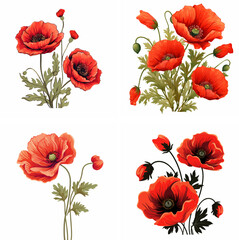 Obraz premium poppy flower head poppy single flower poppy red flower poppy flower graphic poppy flower line drawing poppy flower outline