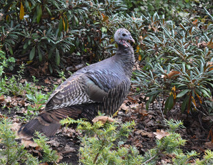 Wild Turkey at a city park  