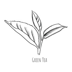 Green tea leaf engraving style drawing. Hand drawn sketch vector illustration. Chinese Green tea, organic drink. Black leaf on white background.