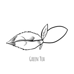 Green tea leaf engraving style drawing. Hand drawn sketch vector illustration. Chinese Green tea, organic drink. Black leaf on white background.