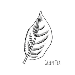 Green tea leaf engraving style drawing. Hand drawn sketch vector illustration. Chinese Green tea, organic drink. Black leaf on white background.