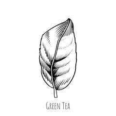 Green tea leaf engraving style drawing. Hand drawn sketch vector illustration. Chinese Green tea, organic drink. Black leaf on white background.