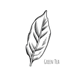 Green tea leaf engraving style drawing. Hand drawn sketch vector illustration. Chinese Green tea, organic drink. Black leaf on white background.