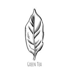 Green tea leaf engraving style drawing. Hand drawn sketch vector illustration. Chinese Green tea, organic drink. Black leaf on white background.