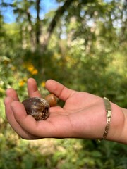 snail on the hand