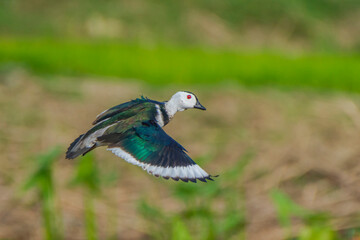 Cotton Pygmy-goose on the flying