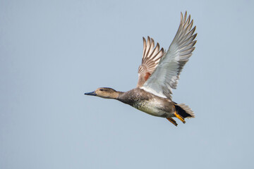 Gadwall flying in the sky