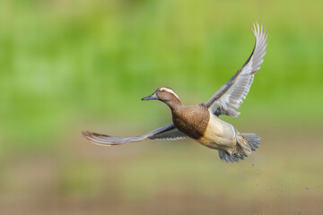 Garganey flying on green background © Mana21