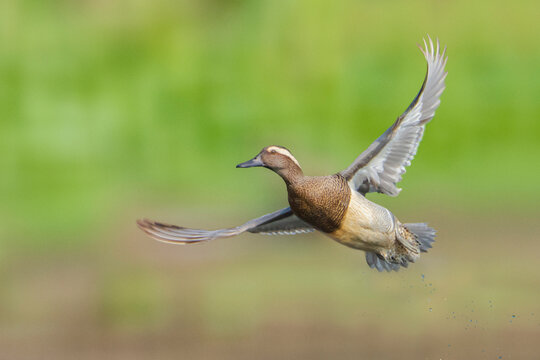 Garganey flying on green background
