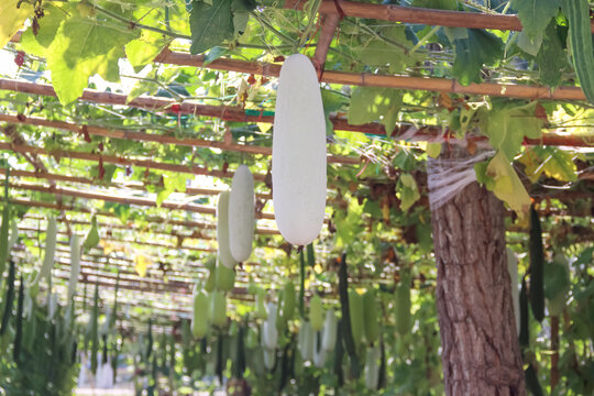 Benincasa hispida or Wax gourd, White gourd, Chinese Watermelon