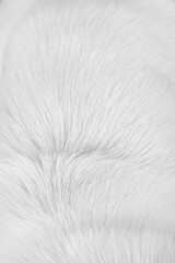 White fur dog texture soft smooth patterns  or animal hair on light background