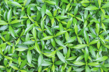 Green leaf of sampaguita jasmine flower field in garden top view background