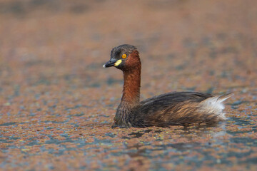 Little Grebe in the water