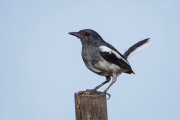 Oriental Magpie Robin on a  stick
