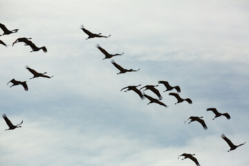 Flock of cranes flying against cloudy sky, spring migration