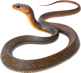  Realistic Inland Taipan clipart showing slender body, dark scales, and intense eyes. 