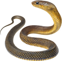 Fototapeta premium Realistic Inland Taipan clipart showing slender body, dark scales, and intense eyes. 
