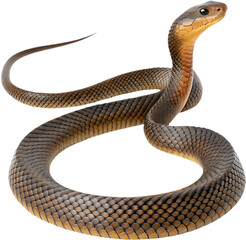  Realistic Inland Taipan clipart showing slender body, dark scales, and intense eyes. 