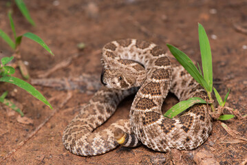 Western Diamondback Rattlesnake