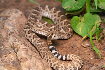 Western Diamondback Rattlesnake