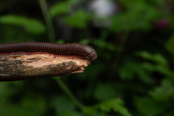 American Giant Millipede