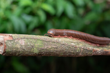 American Giant Millipede