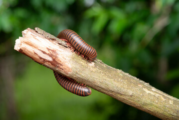 American Giant Millipede
