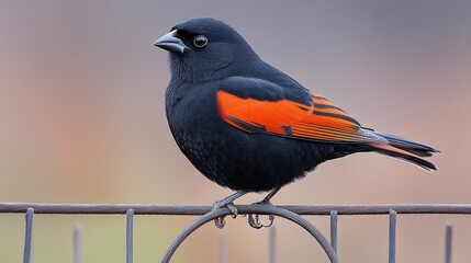 Obraz premium A striking black and orange bird perched on a fence during a calm afternoon in a natural environment