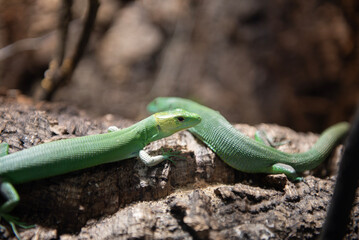 Green Keeled Bellied Lizards 
