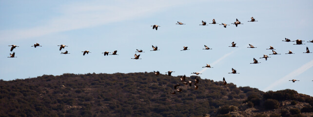Cranes birds (Grullas) flying in group close to fields in Gallocanta, Spain